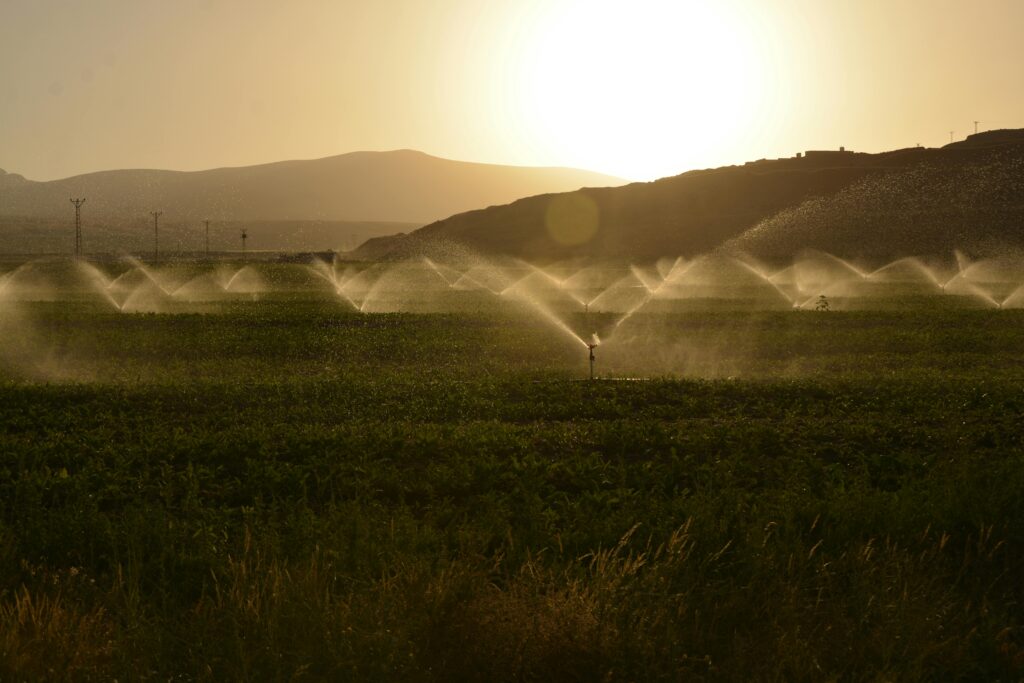 Sprinkler irrigation on a farm at sunset with hills in the background.